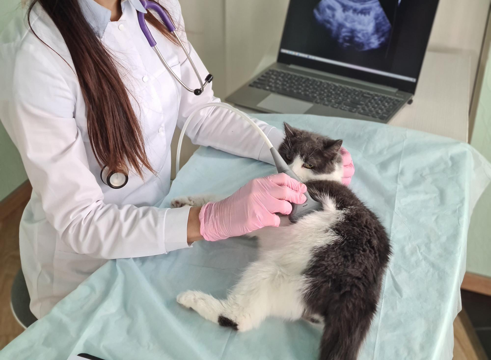 Eletrocardiografia – Vet Ville